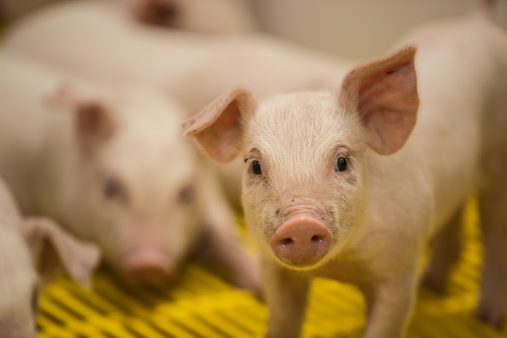 Ferme GEC - Groupe GEC | 2313 Rue Principale, Saint-Frédéric, QC G0N 1P0, Canada | Phone: (418) 426-3306