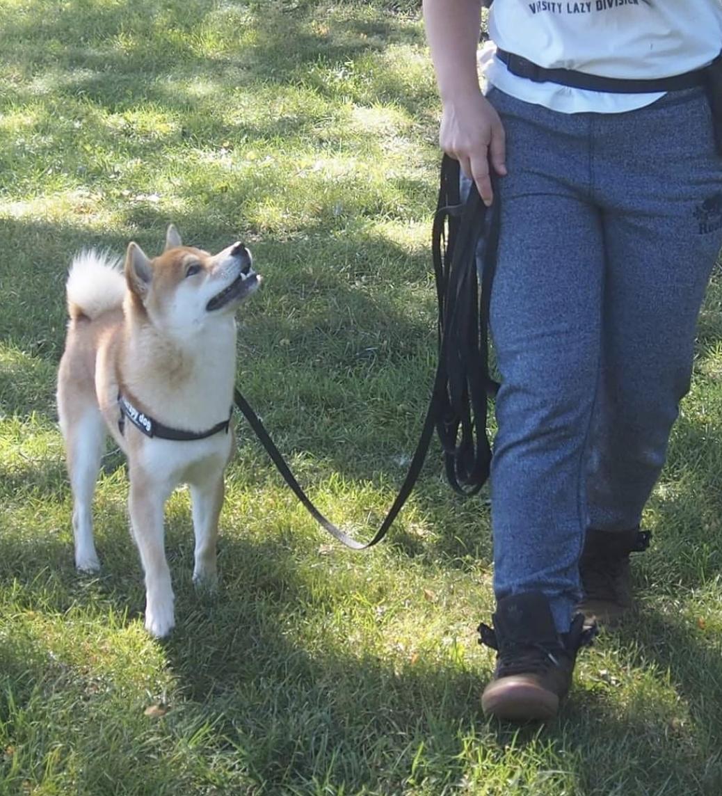 SSH Canine Academy | 2929 Elgin Mills Rd E, Markham, ON L6C 0H7, Canada | Phone: (647) 786-5887