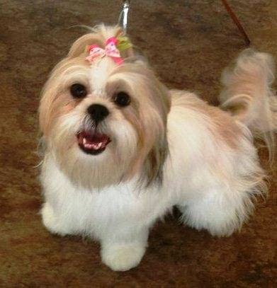 Gateway Pet Hospital Kitchener | 4391 King St E, Kitchener, ON N2P 2G1, Canada | Phone: (519) 653-1003