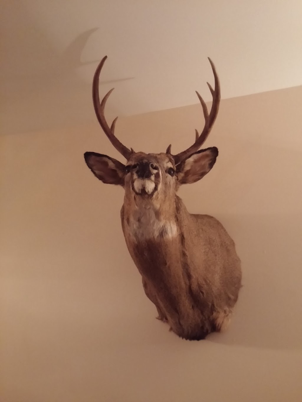 Artistry In Motion Taxidermy- Canadas Largest Taxidermy Studio | 347 Durham Regional Rd 8, Uxbridge, ON L9P 1R1, Canada | Phone: (905) 852-1119
