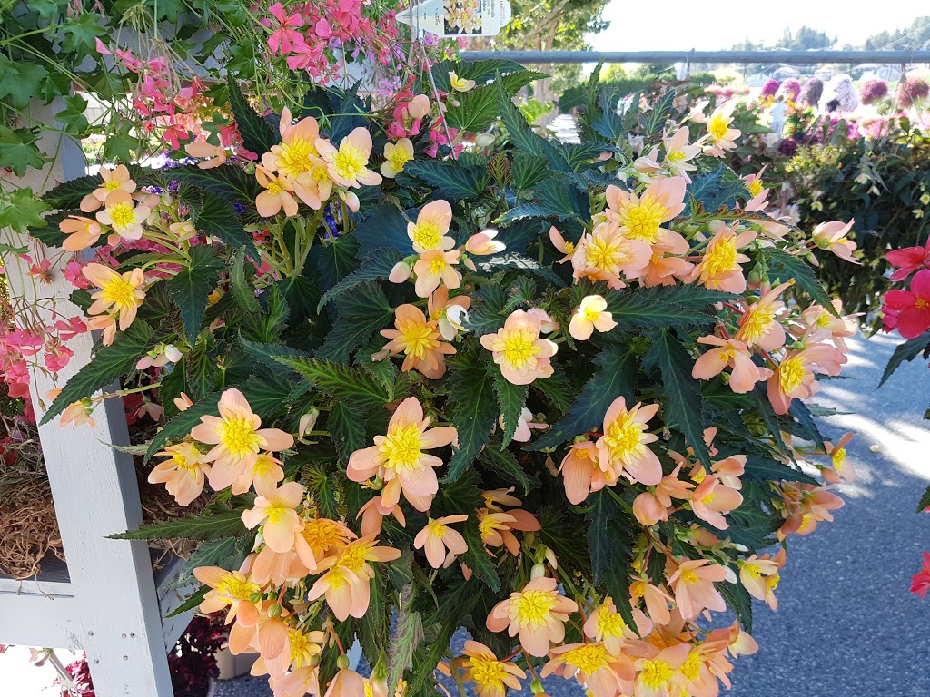 The Greenery Garden Centre | 2507 Longhill Rd, Kelowna, BC V1V 2G5, Canada | Phone: (250) 762-7411