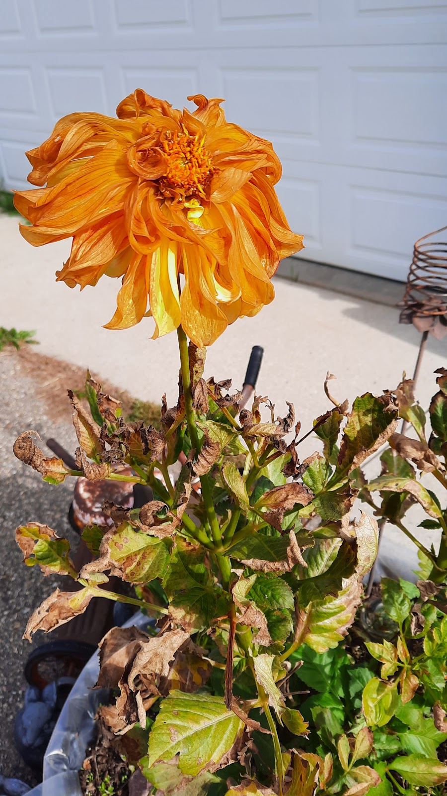 Bloom-In Crazy Garden Centre | 1130 Township Rd 535, Carvel, AB T0E 0H0, Canada | Phone: (780) 963-2711