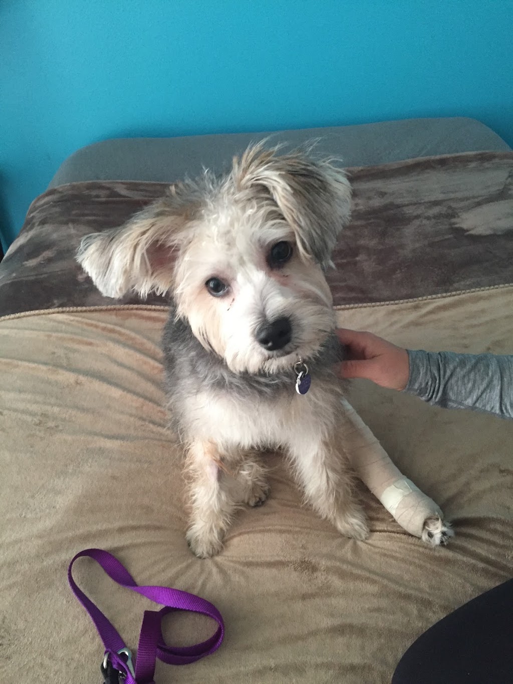Yonge & St. Clair Veterinary Hospital | 33 Alvin Ave, Toronto, ON M4T 2A7, Canada | Phone: (416) 792-4090