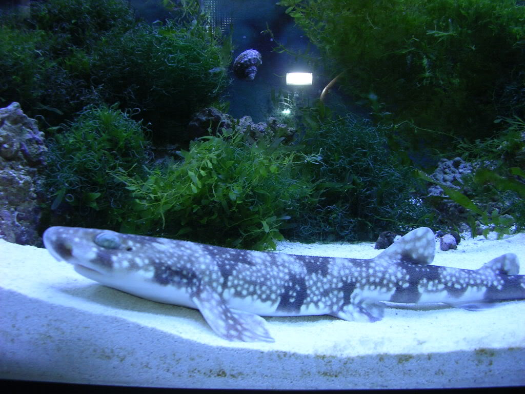 Canadian Marine Aquaculture | 945 Weston Rd, York, ON M6N 3R4, Canada | Phone: (647) 705-3523