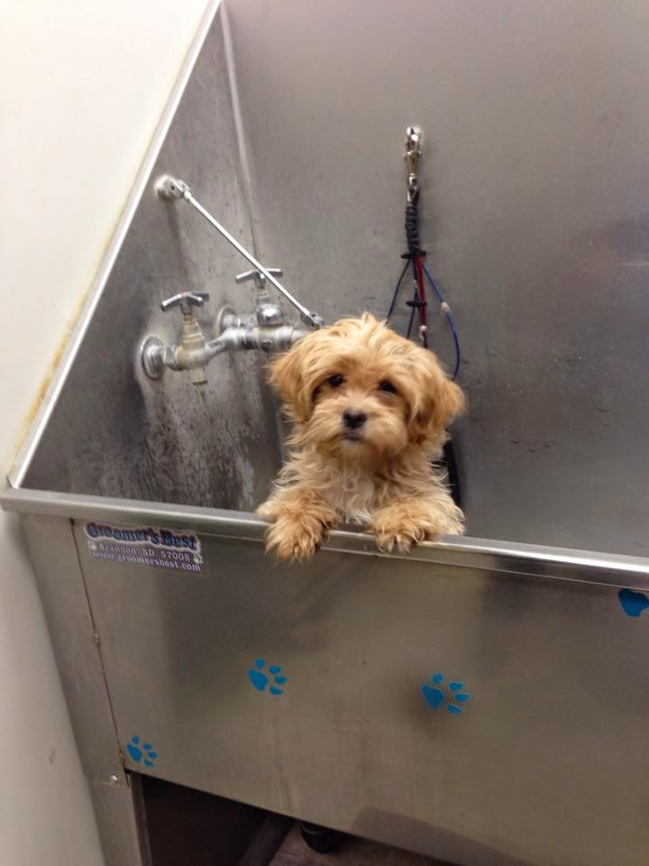 Paris and Company Professional Dog Grooming | 1144 Courtland Ave E, Kitchener, ON N2C 2H5, Canada | Phone: (519) 584-7387