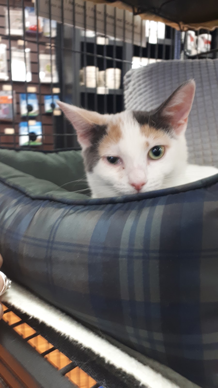 Pet Valu | 556 Montréal Rd, Ottawa, ON K1K 0T9, Canada | Phone: (613) 749-9277