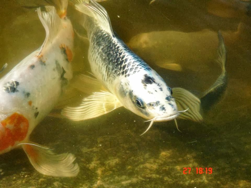 Garden Scents and Koi | 1819 Taylor Line, Coldwater, ON L0K 1E0, Canada | Phone: (705) 686-3913