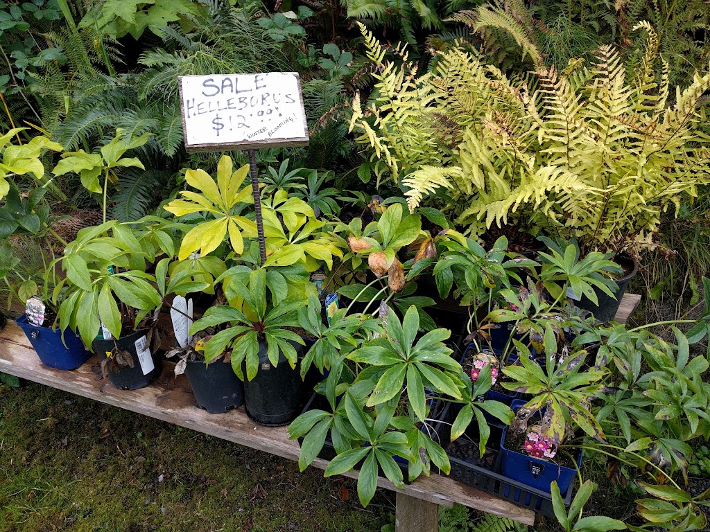 Springtime Garden Centre | 5300 Yukon Ave, Powell River, BC V8A 4H4, Canada | Phone: (604) 483-3681