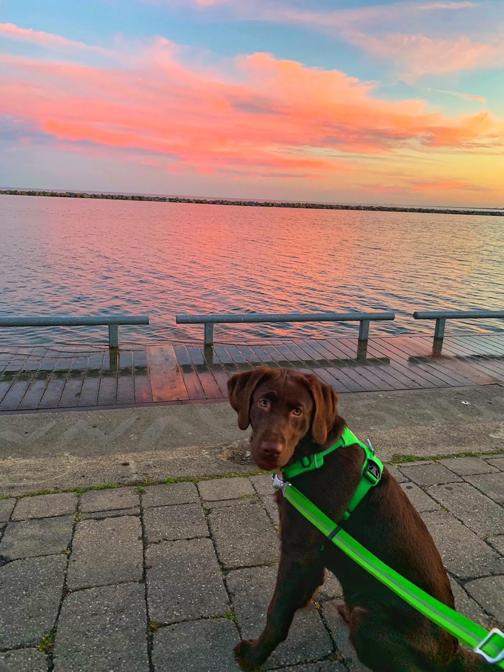 Lucky Labs | 27957 Baldoon Rd, Wallaceburg, ON N8A 4L3, Canada | Phone: (519) 627-0443