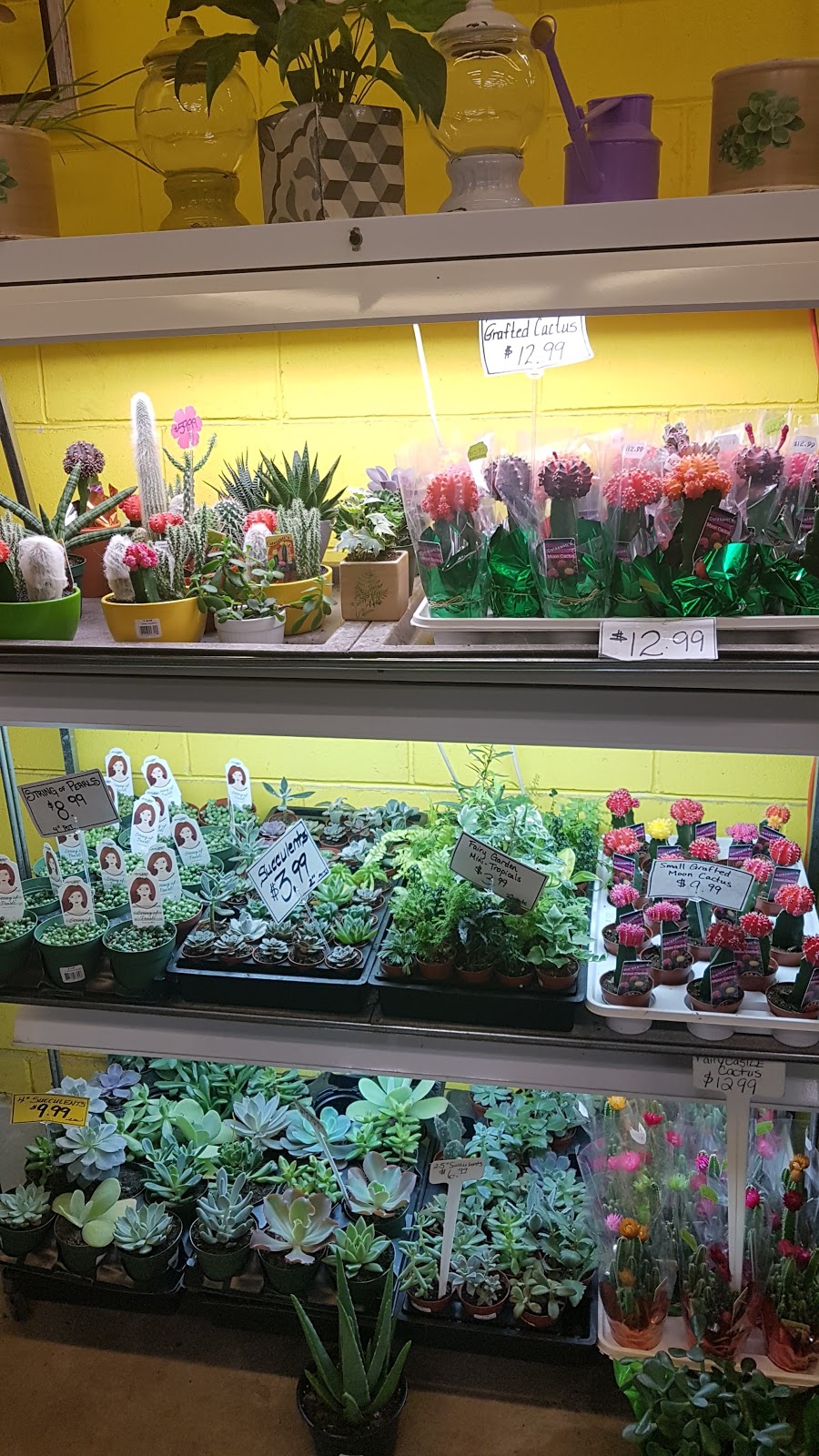 Sharples Greenhouses Garden Gallery | 2136 Upper James St, Mount Hope, ON L0R 1W0, Canada | Phone: (905) 679-4192