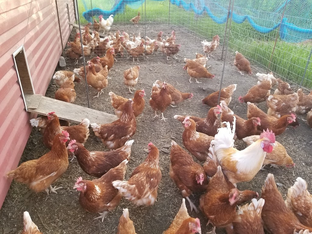 AC Farms | Box 570, Linden, AB T0M 1J0, Canada | Phone: (403) 361-1759