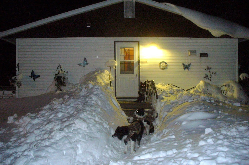 Wall 2 Wall Border Collies & Mini BorDoodles | Box 184, 250 Gimby St, Cartwright, MB R0K 0L0, Canada | Phone: (204) 529-2663