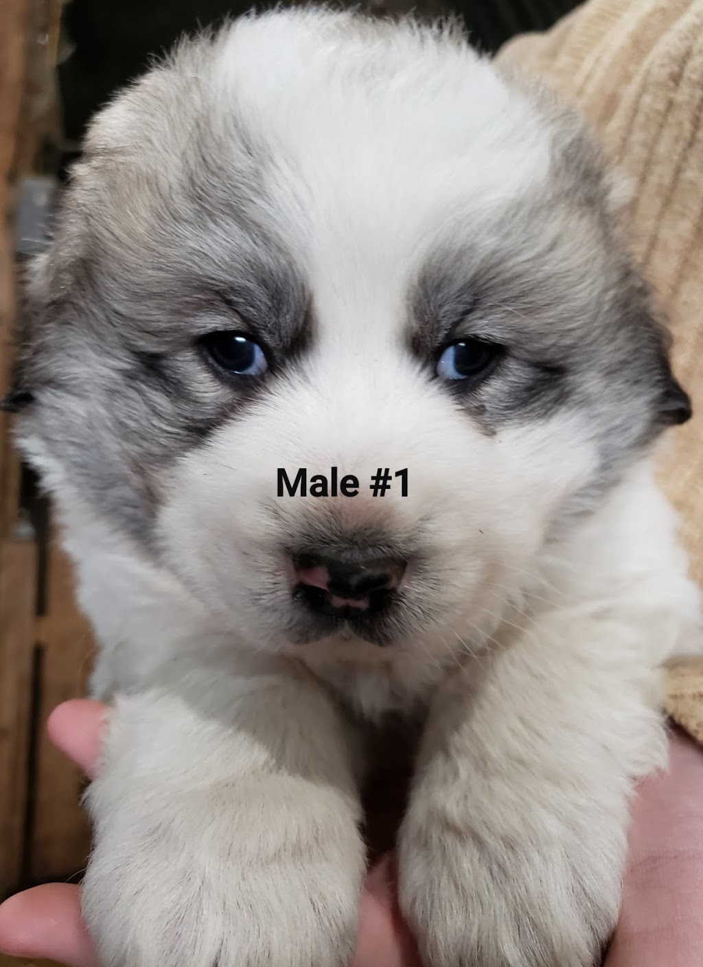 Annie The Pyrenees | 035243 Sideroad 21 & 22, Grand Valley, ON L9W 0H3, Canada | Phone: (519) 278-0860