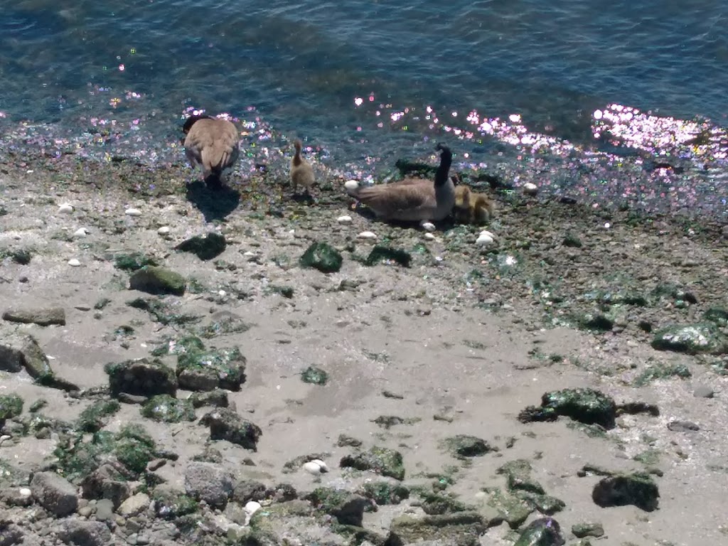 Kings Mill Walk Dog Park | 1122 Spirit Trail, North Vancouver, BC V7P 3S1, Canada