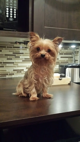 Paulmacs Pets | 25 Doxsee Ave S Unit #3, Campbellford, ON K0L 1L0, Canada | Phone: (705) 653-5412
