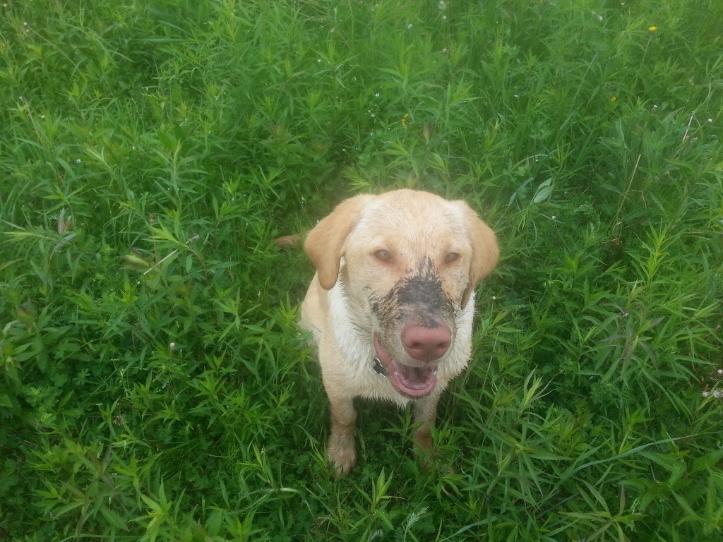CasaCanine Kennel | 6123 Snake Island Rd, Osgoode, ON K0A 2W0, Canada | Phone: (613) 261-4140