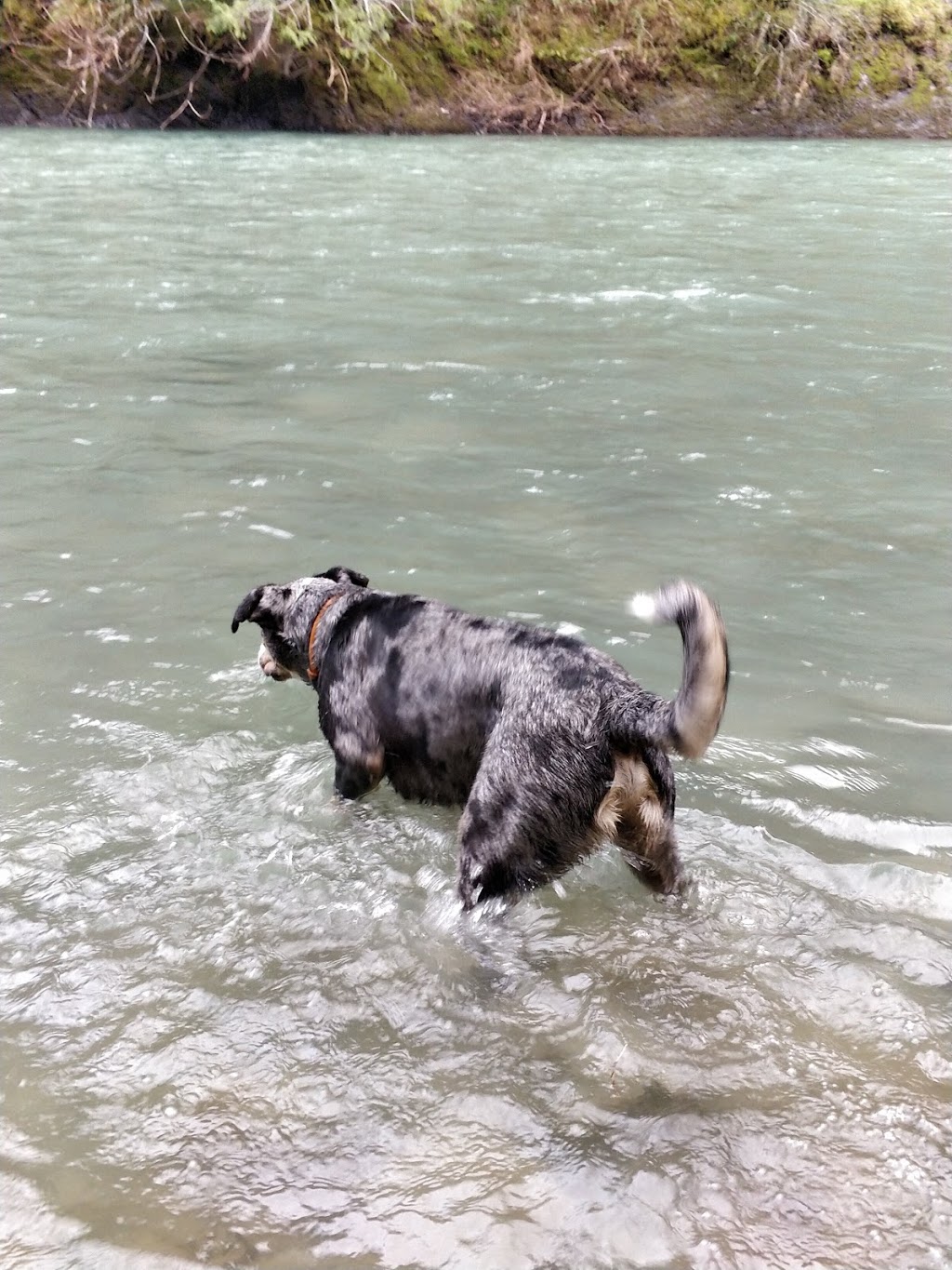 Glenora Riverside Park | Sunrise Rd, Duncan, BC V9L 6G6, Canada | Phone: (250) 746-2500