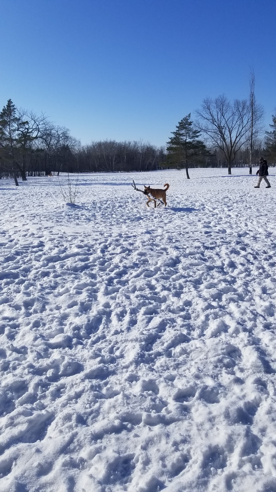 Charleswood Off Leash Dog Park | 3890 Haney St, Winnipeg, MB R3R, Canada