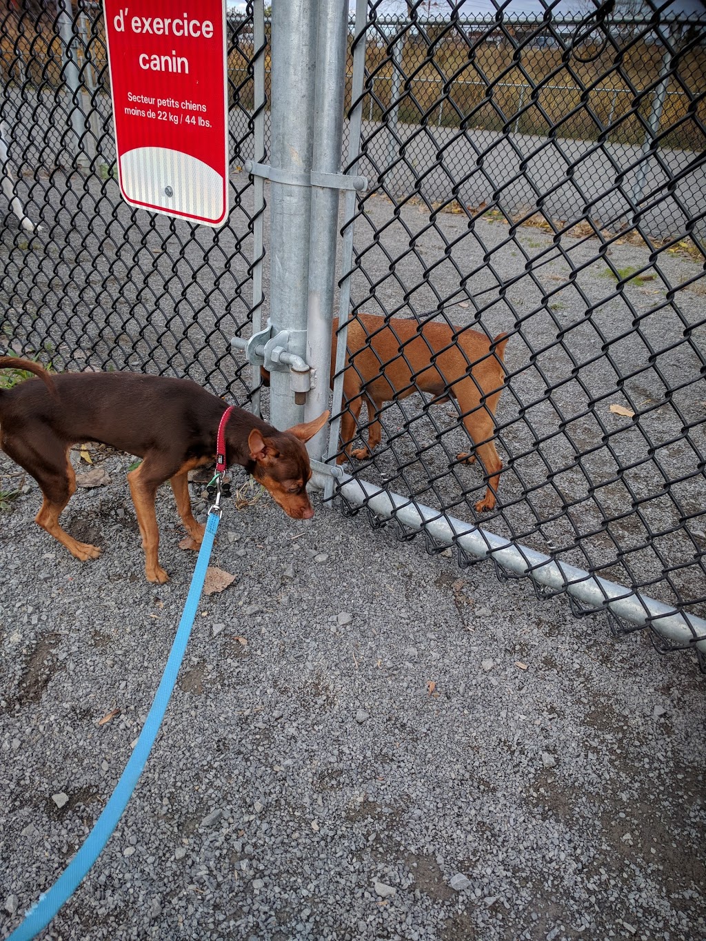 Parc canin | 425 Boul Jean-Baptiste-Rolland E, Saint-Jérôme, QC J7Z 2G9, Canada