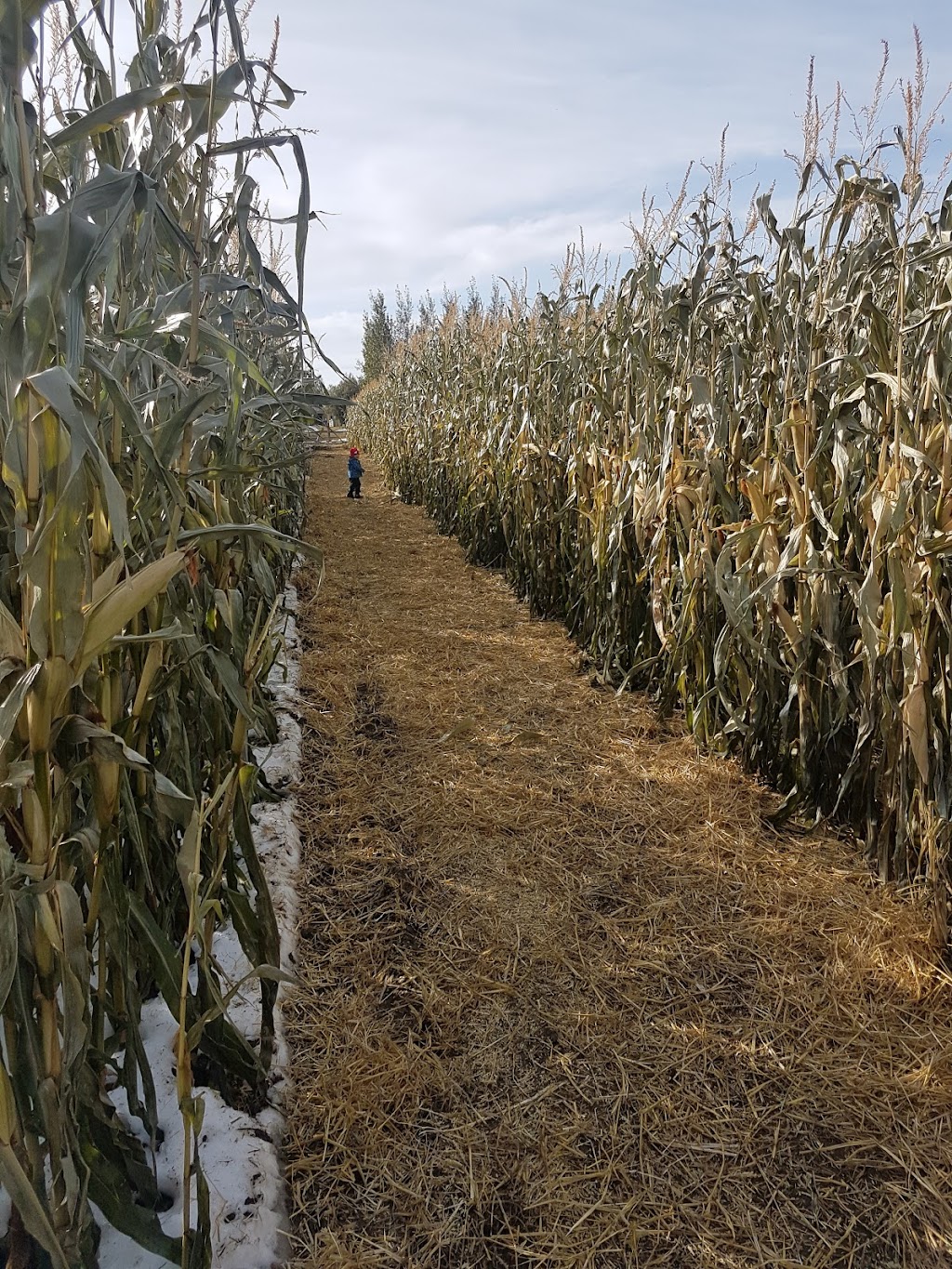 Lethbridge Corn Maze | 104051 Range Rd 224, Alberta T0K 2A0, Canada | Phone: (403) 381-3775