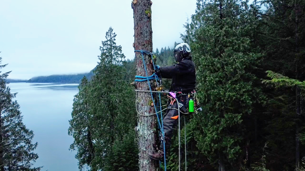 Trapp Arborist Services | 7321 Halifax St #1106, Burnaby, BC V5A 4R5, Canada | Phone: (604) 700-9030