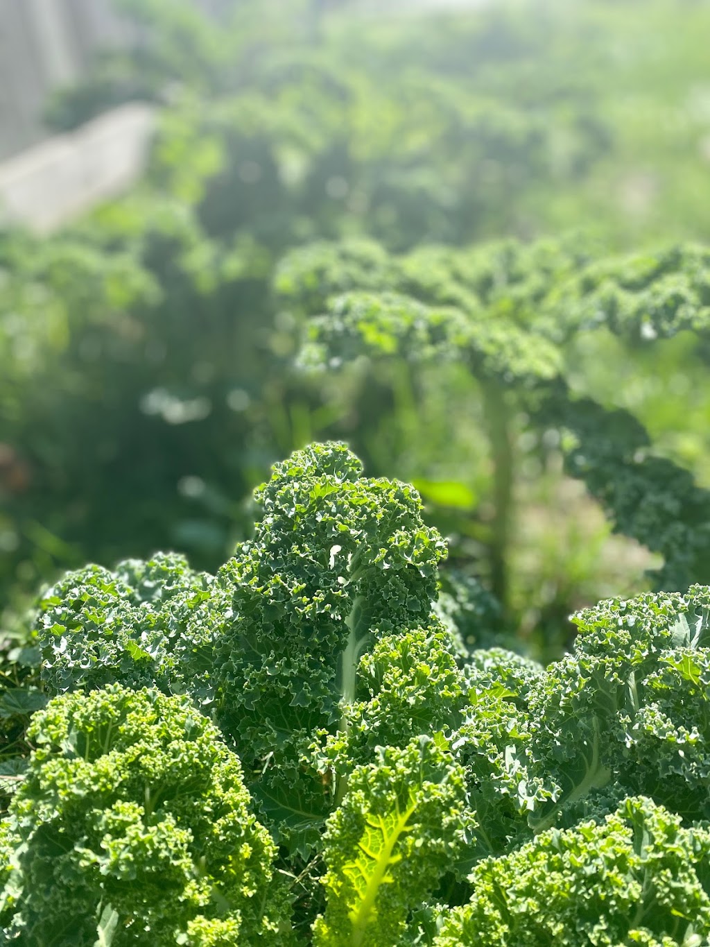 Southampton Eco-Living | 38 Grosvenor St N, Southampton, ON N0H 2L0, Canada | Phone: (416) 948-2711