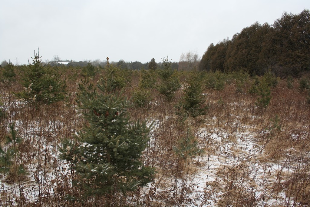 Jingle Bills Christmas Tree Farm | 7373 Concession 1, Puslinch, ON N0B 2J0, Canada | Phone: (519) 546-4659