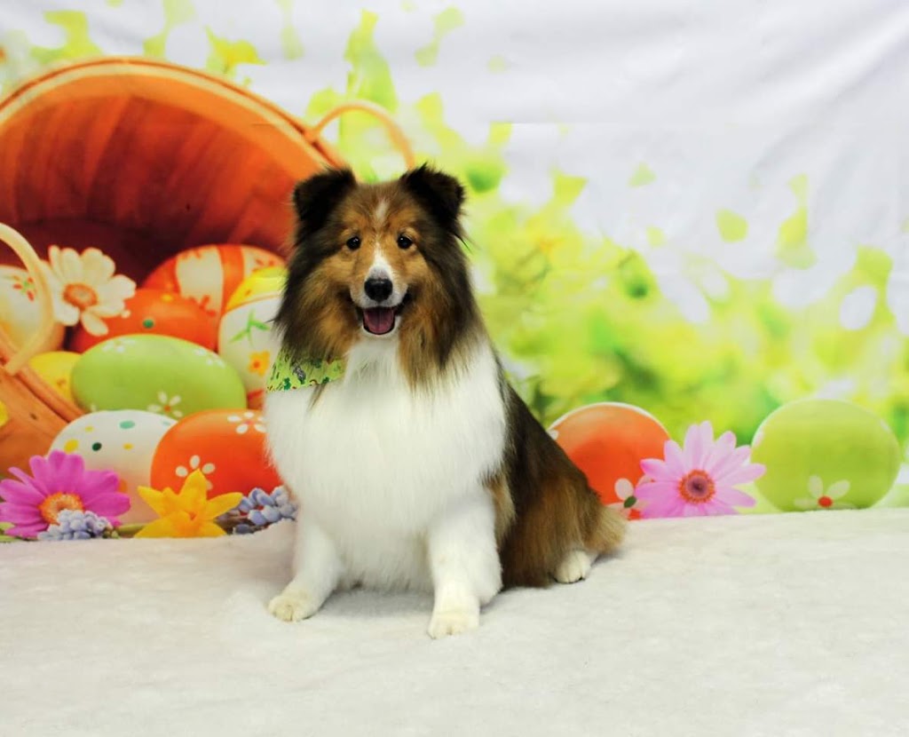 Precious Paws Dog Grooming | 269 Main St S, Mount Forest, ON N0G 2L1, Canada | Phone: (519) 509-4900