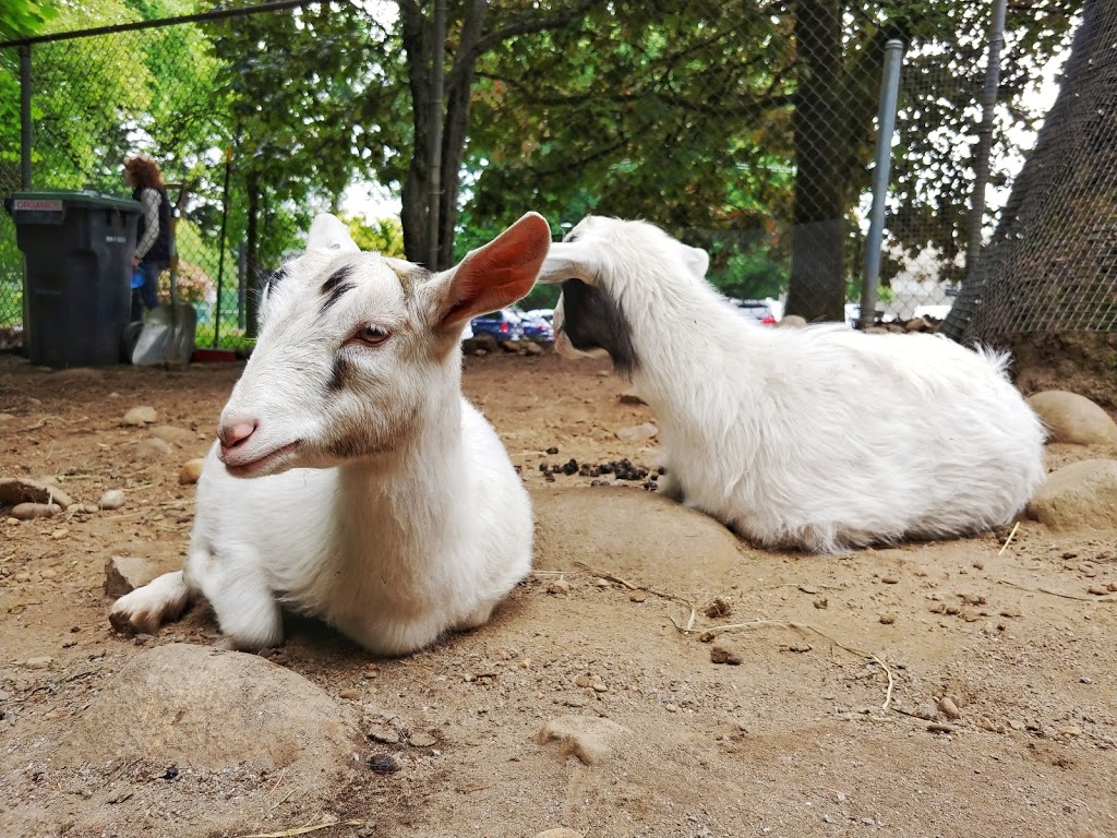 Queens Park petting farm | Unnamed Road, New Westminster, BC V3L, Canada, Canada | Phone: (604) 777-5111