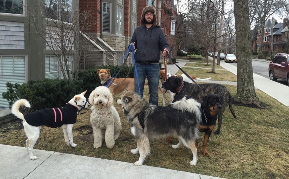 Underdogs Dog Walking | 266 Grove St, Simcoe, ON N3Y 1K9, Canada | Phone: (647) 852-8352