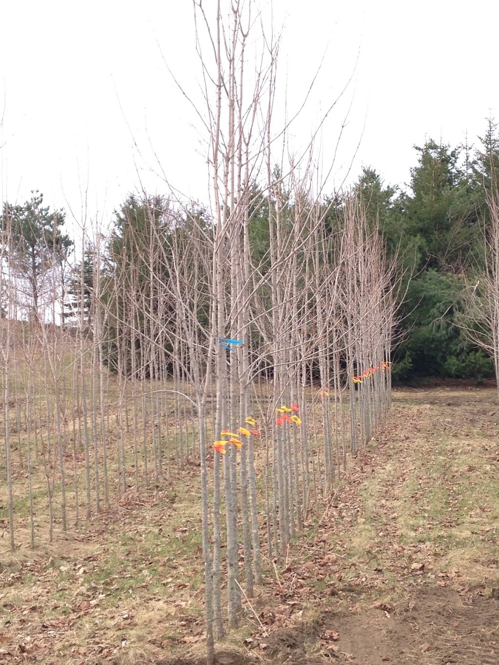 Travelling Trees Ltd | 6144 7 Line, Belwood, ON N0B 1J0, Canada | Phone: (519) 831-6094