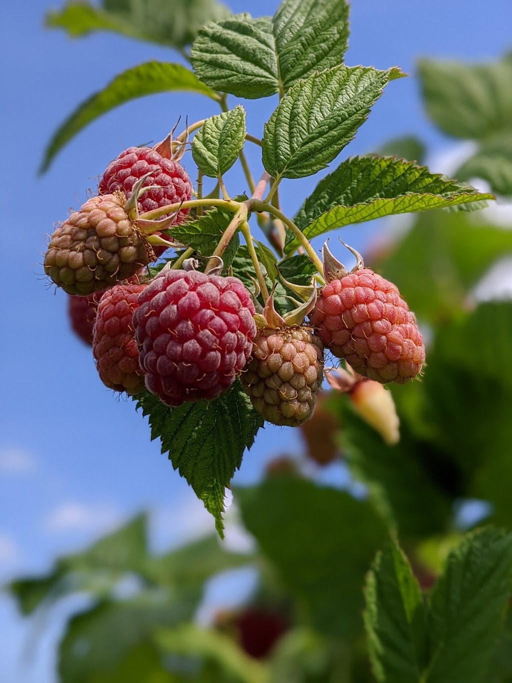 Willems Berry Farm | 33736 Vye Rd, Abbotsford, BC V2S 8A9, Canada | Phone: (604) 864-1149