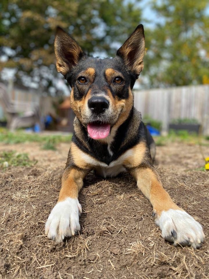 The Dogz Lodge | 174 Cook St, Barrie, ON L4M 4H3, Canada | Phone: (705) 333-2860