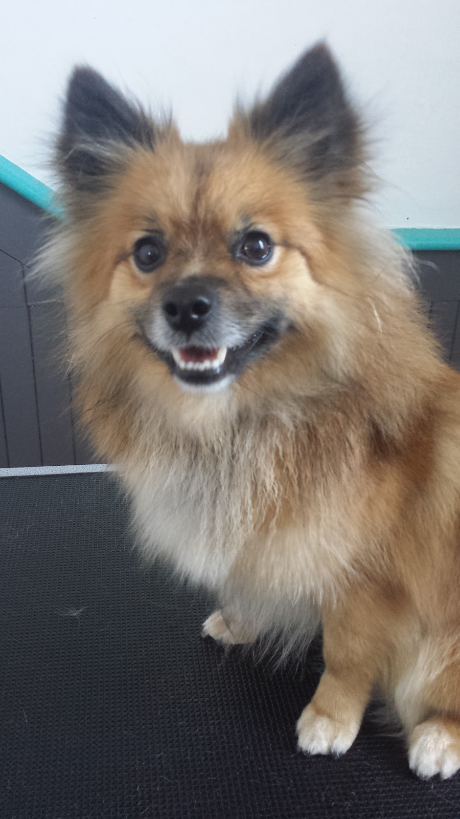 Chip & Co. Grooming | 101 Lee Crescent, Barrie, ON L4N 9Z4, Canada | Phone: (705) 321-0033