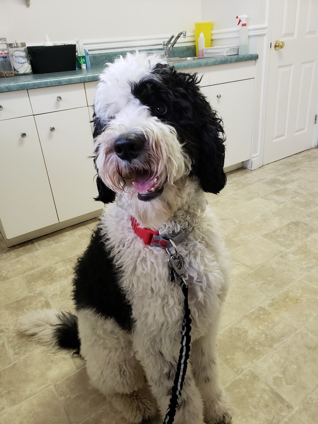 Brooklin Veterinary Hospital | 450 Winchester Rd E, Whitby, ON L1M 1B5 PO, Whitby, ON L1M 1X4, Canada | Phone: (905) 655-3336