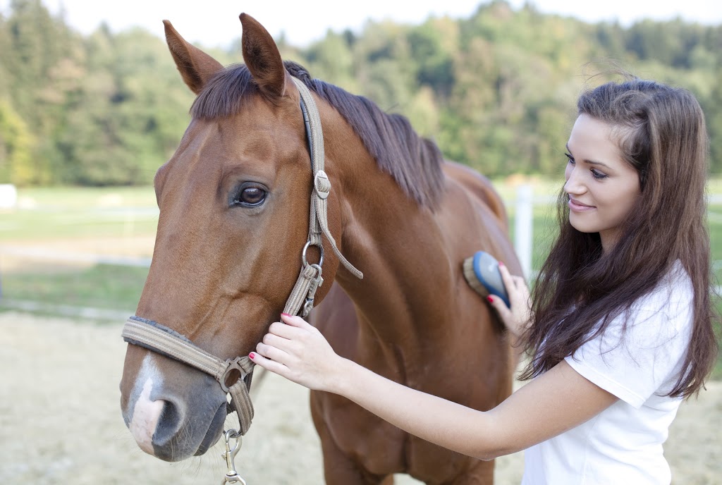 Lynn Professional Pet & Farm Grooming Supplies | 217 Brady Rd, Winnipeg, MB R3Y 1T1, Canada | Phone: (866) 266-2543