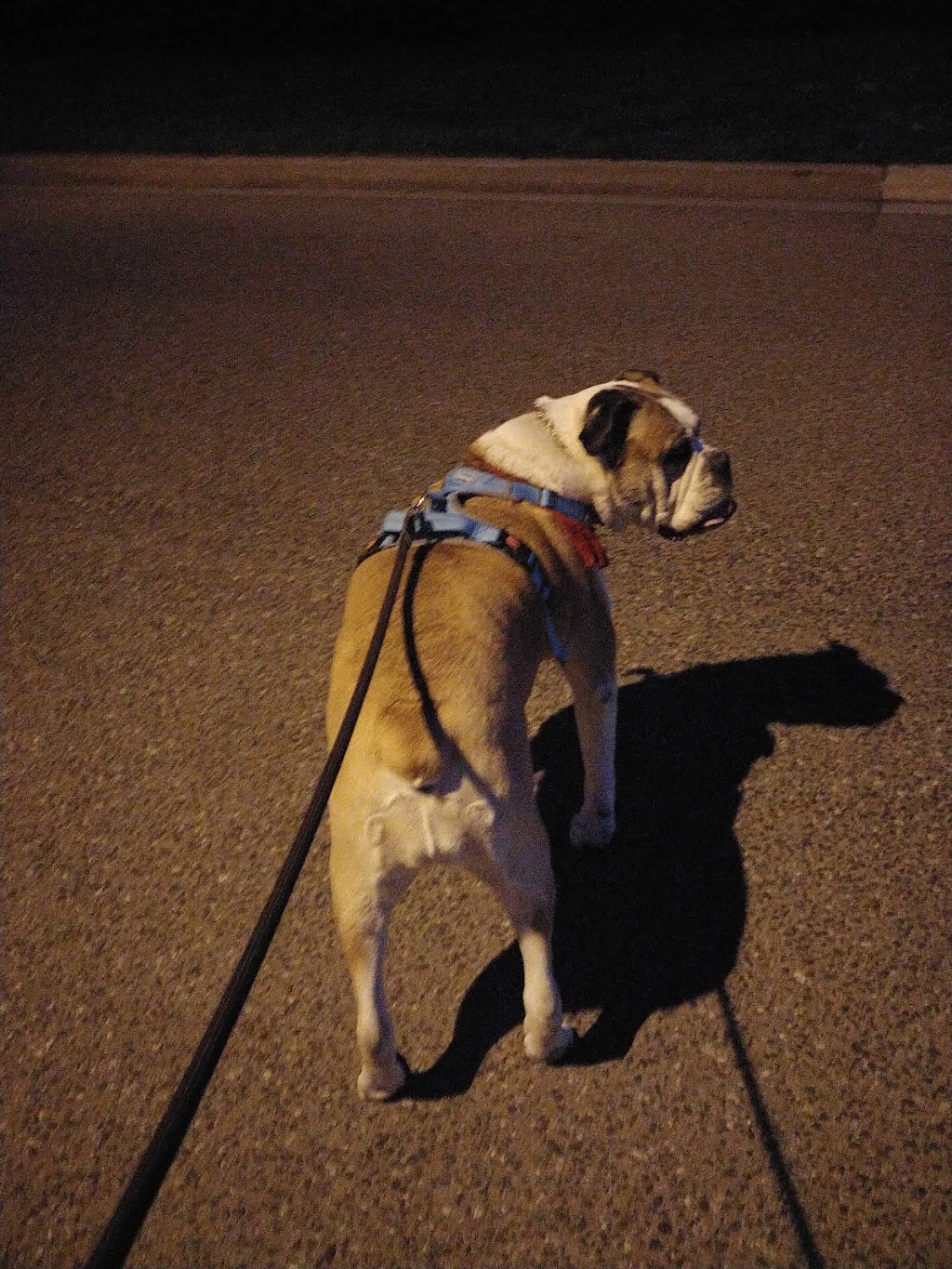 Brittanys Pet Boarding Services | 337 Beechgrove Dr, Scarborough, ON M1E 4A2, Canada | Phone: (647) 857-6289