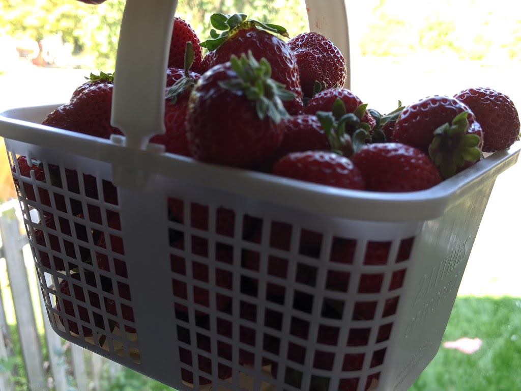 McGregors Produce | Lochwinnoch Rd, Braeside, ON K0A 1G0, Canada | Phone: (613) 432-9726