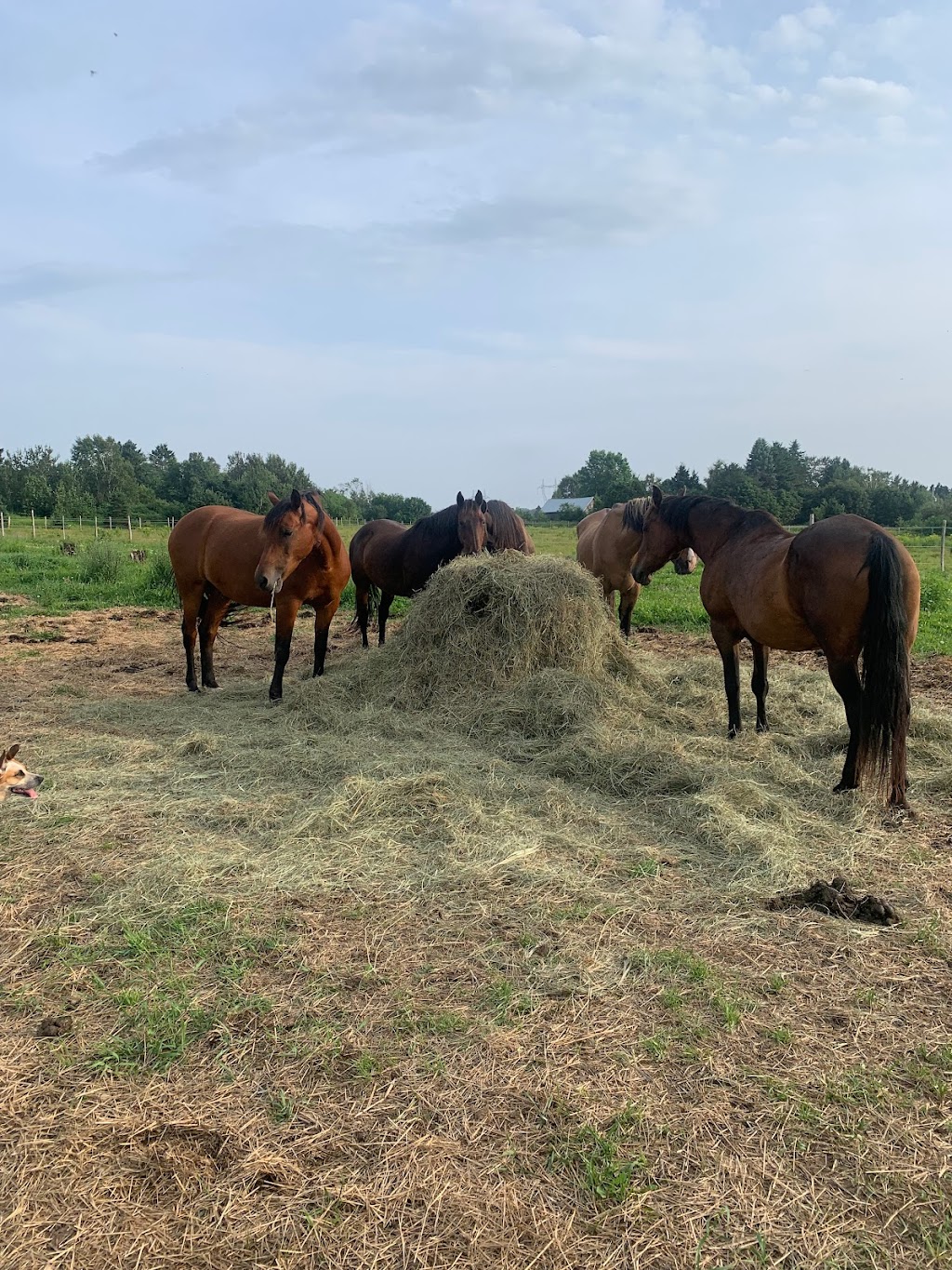 LaVoie du cheval | 90 2 Rang E, Trois-Pistoles, QC G0L 4K0, Canada | Phone: (450) 302-9729
