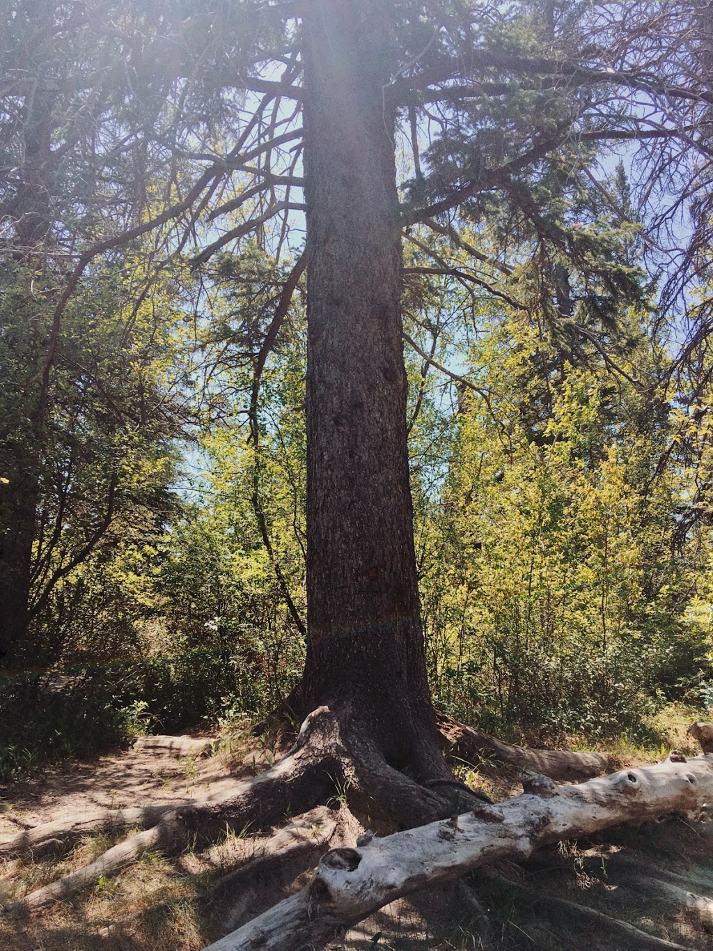 Weaselhead Natural Area Parking | 6634 37 St SW, Calgary, AB T3E 5M9, Canada