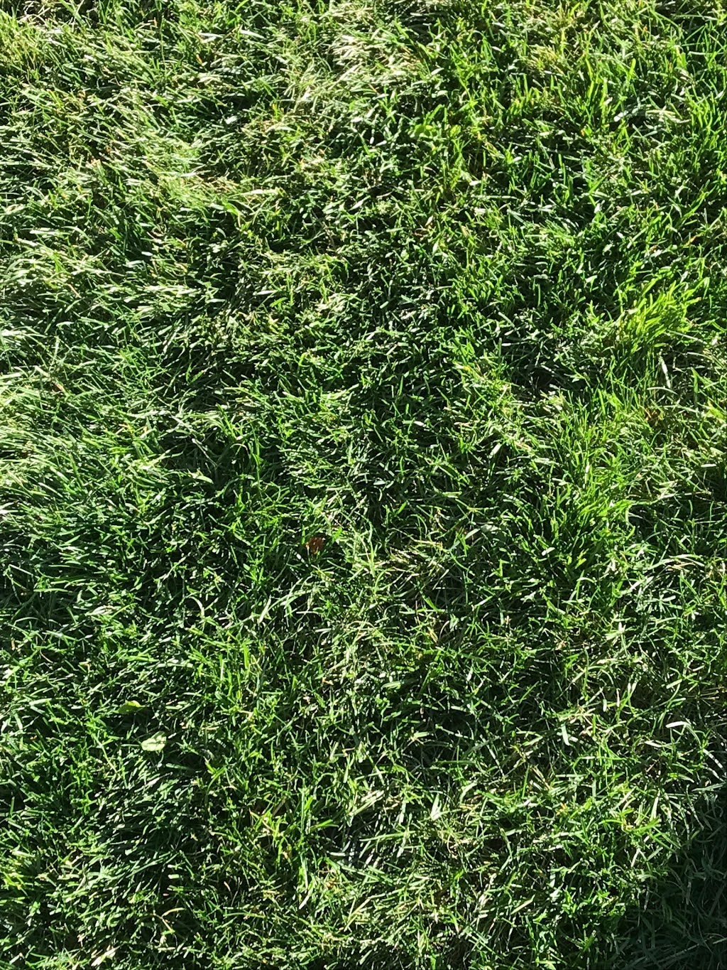Black Cat Landscaping | 39 Coach Manor Rise SW, Calgary, AB T3H 1C5, Canada | Phone: (403) 808-7154