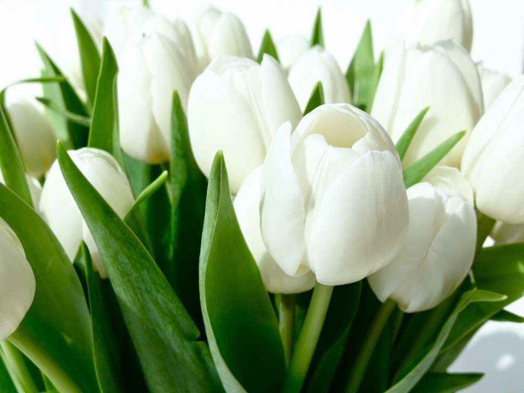 Edgewood Florist | 675 Rue Notre Dame, Lachine, QC H8S 2B3, Canada | Phone: (514) 484-2333