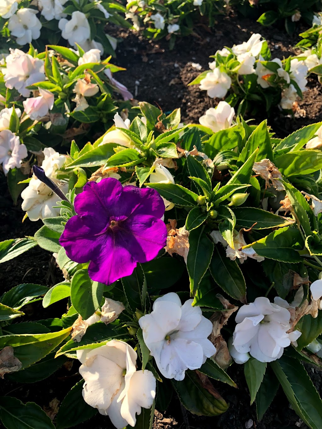 Burnaby Mountain Centennial Rose Garden | 100 Centennial Way, Burnaby, BC V5A 2X9, Canada | Phone: (604) 294-7450