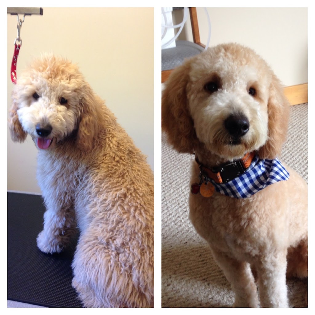 Shear Pawfection Pet Grooming | 9752 County Rd 93, Midland, ON L4R 4L9, Canada | Phone: (705) 717-0105