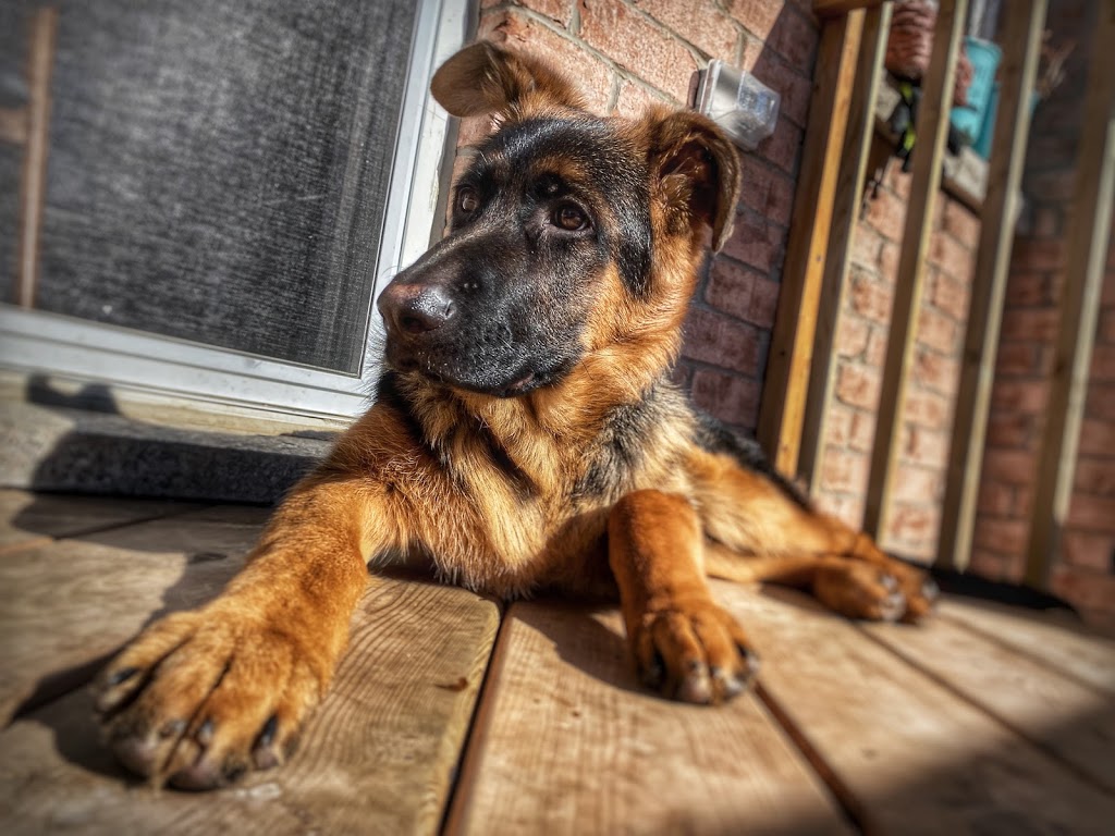 RufusGufus Raw Dog Food | 577 Juneberry Ct, Milton, ON L9E 1M8, Canada | Phone: (416) 602-6486