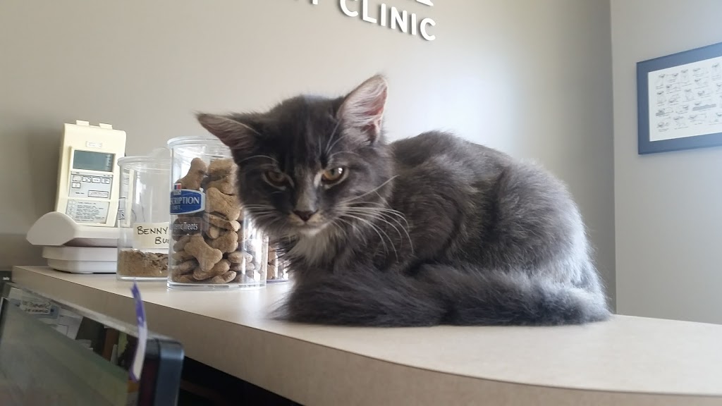 Chartwell Veterinary Clinic | 2375 Brimley Rd #6, Scarborough, ON M1S 1K6, Canada | Phone: (416) 291-2364