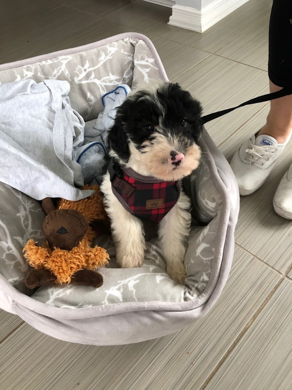Country Air Sheepadoodles | 181 Whitechurch St RR#5, Lucknow, ON N0G 2H0, Canada | Phone: (226) 622-7000