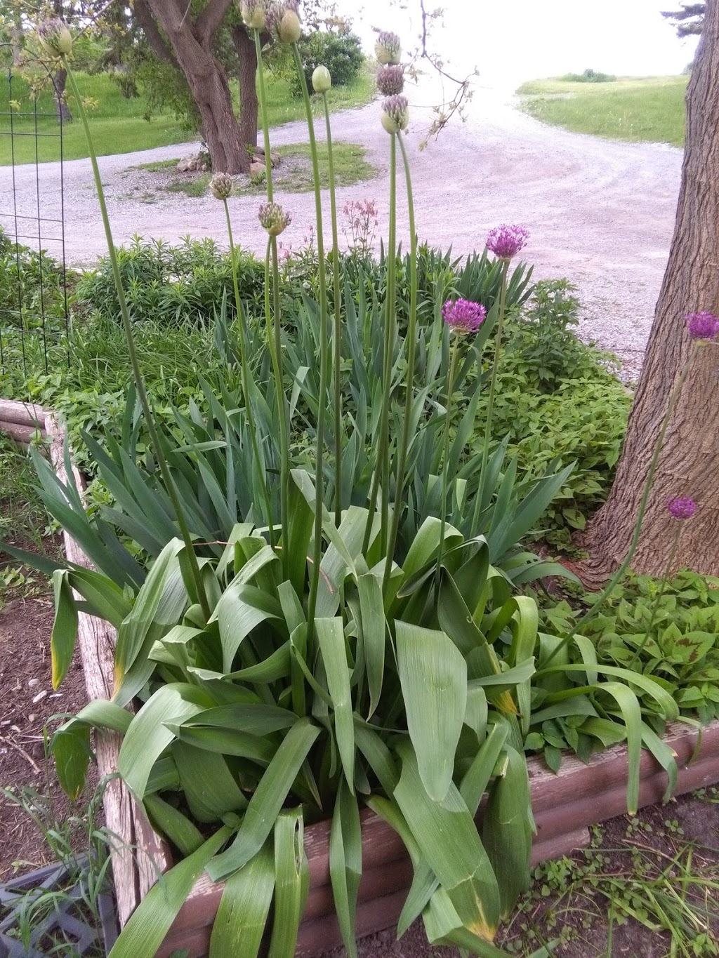 Kings Flower And Garden | 652 Norfolk St S, Simcoe, ON N3Y 4K1, Canada | Phone: (519) 426-3190