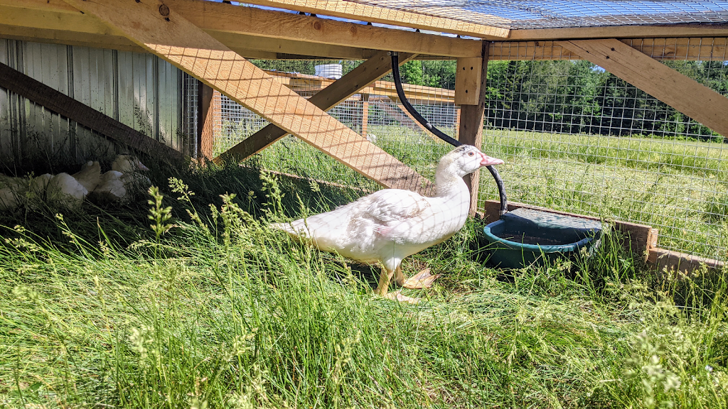 Ferme les Vergers dOr senc | 650 Rang St Joseph, Maskinongé, QC G0X 2N0, Canada | Phone: (819) 383-1237