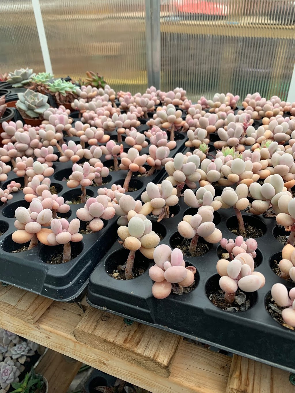 nVi Garden | 129 Byng Ave, North York, ON M2N 4K6, Canada | Phone: (647) 588-0604